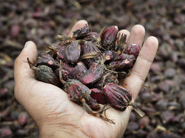 Big Cardamom