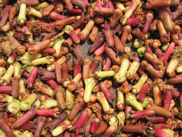 Cloves