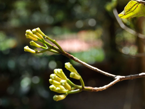 Cloves
