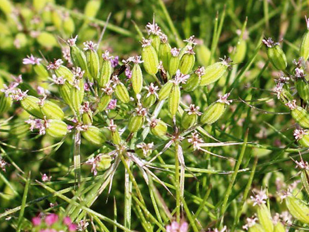 Cumin Seed