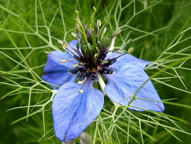 Cumin Seed