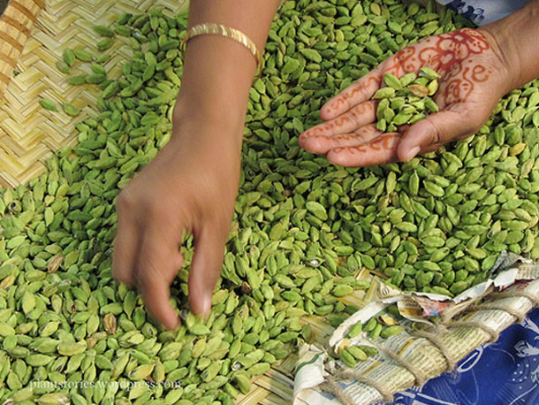 cardamom