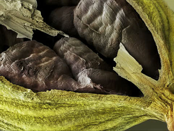 cardamom