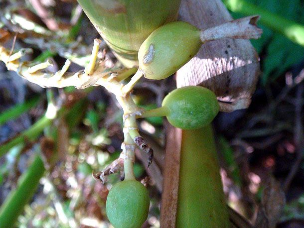 cardamom