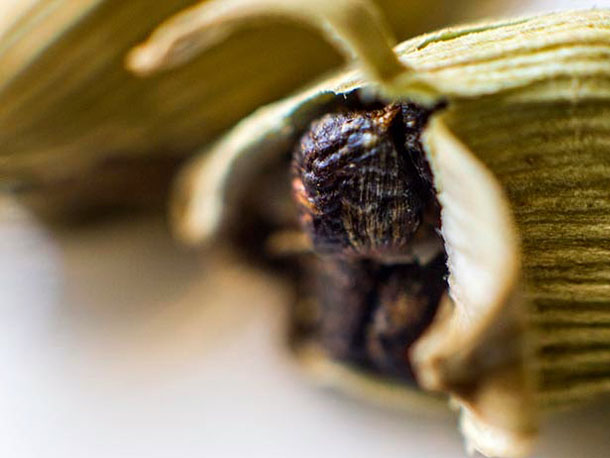 cardamom