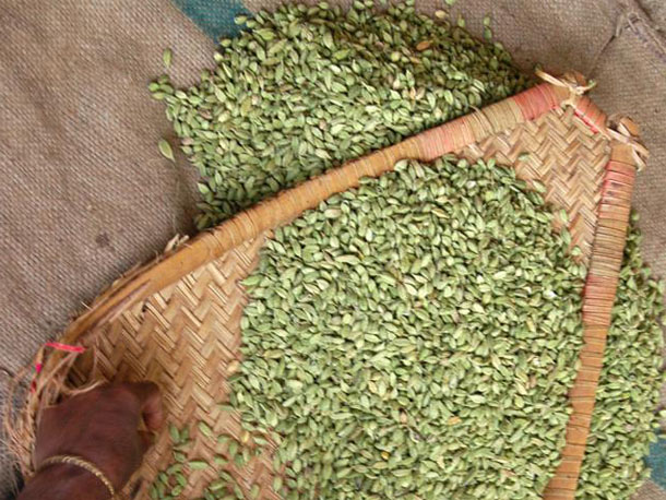 cardamom