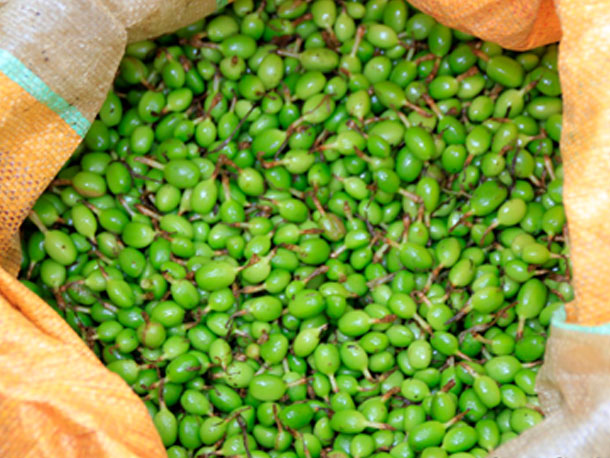 cardamom