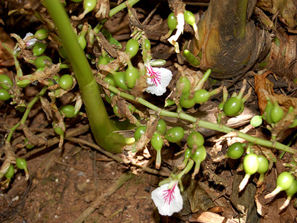 cardamom