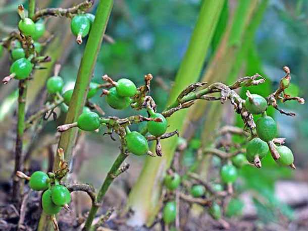 cardamom