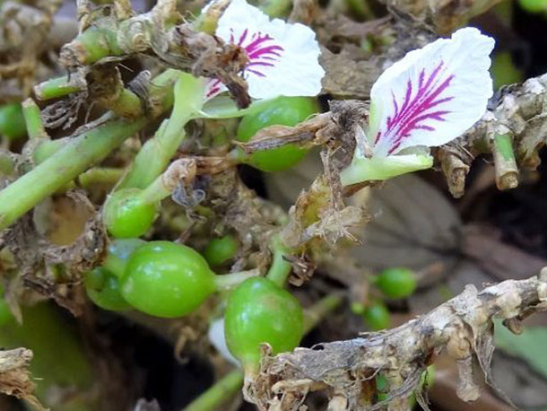 cardamom