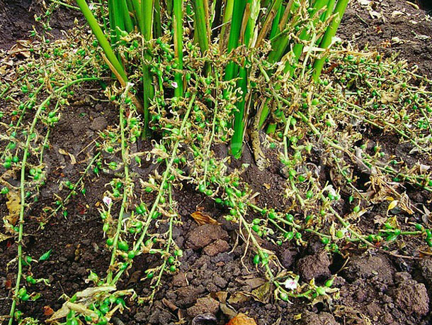 cardamom