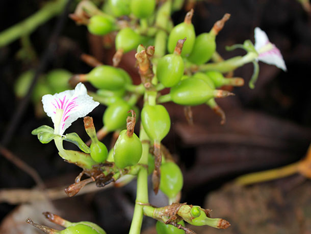 cardamom
