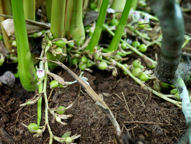 cardamom