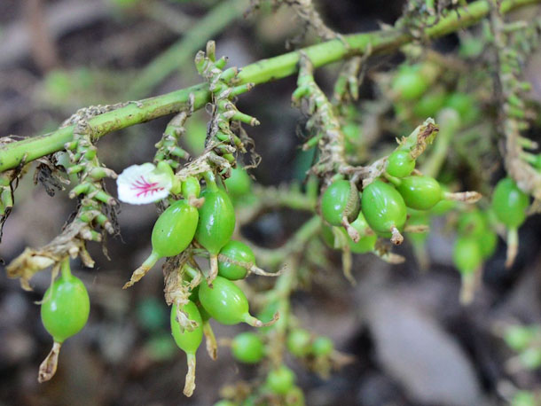 cardamom