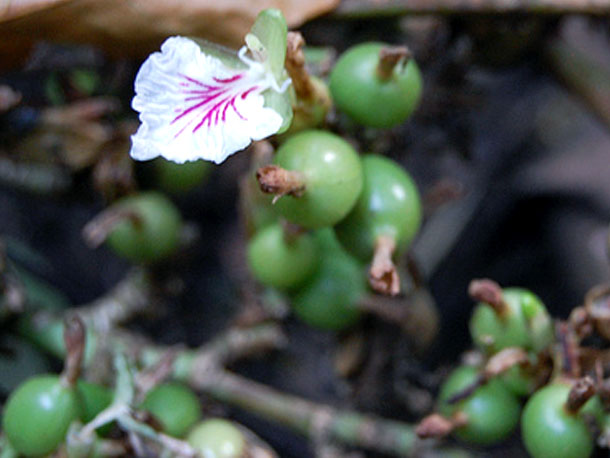 cardamom