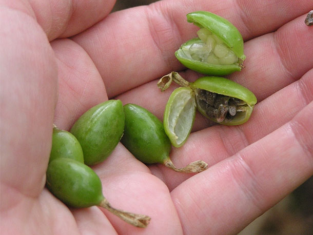 cardamom