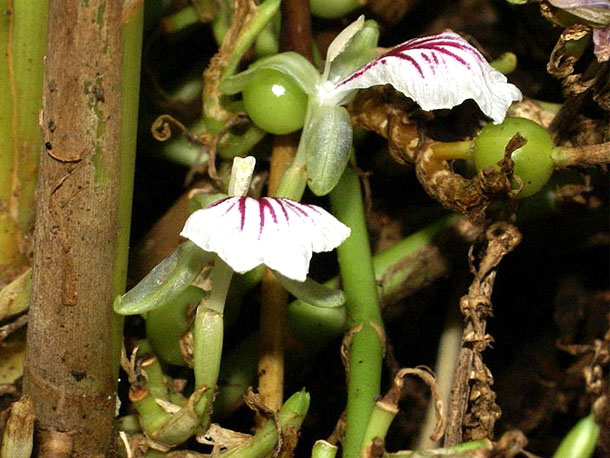 cardamom