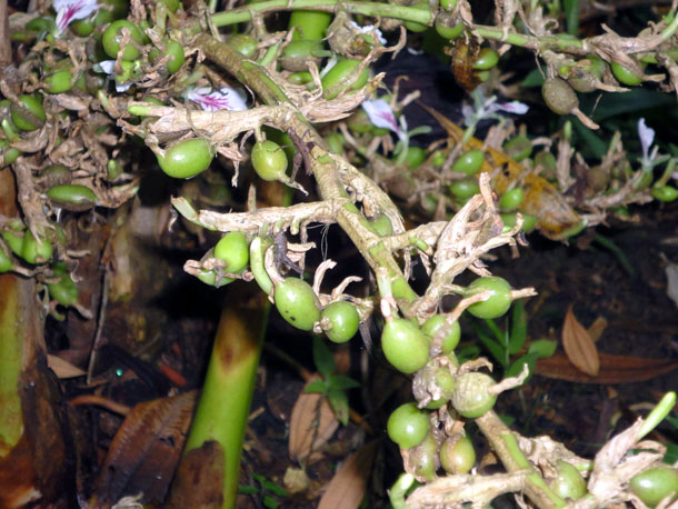 cardamom
