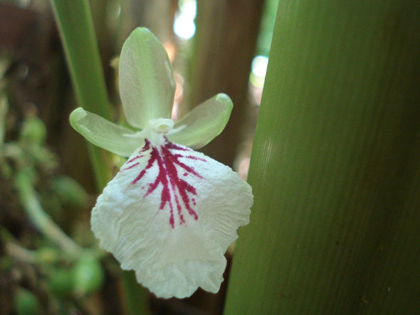 cardamom