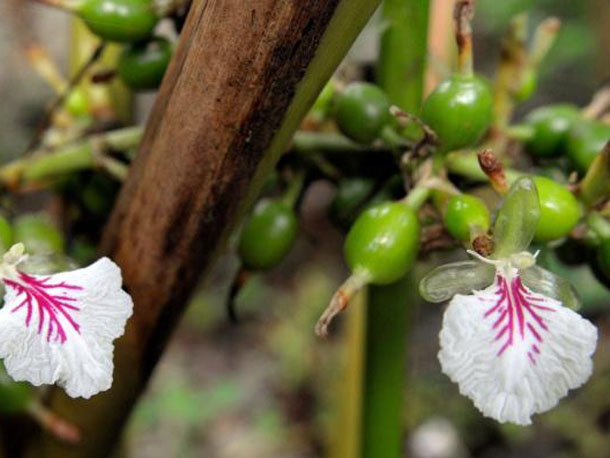 cardamom
