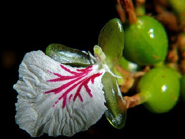 cardamom