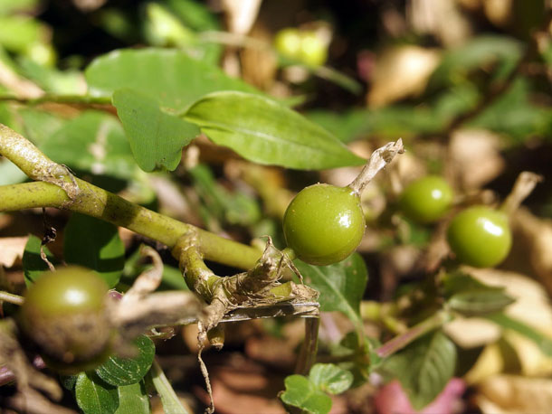 cardamom