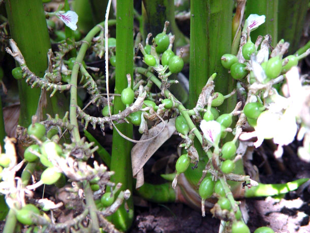 cardamom